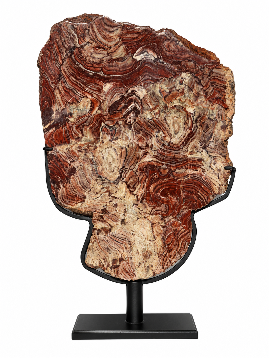 A Stromatolite polished slab
